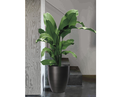 Zimmerpflanze mit großen Blättern in einem schwarzen Pflanzgefäß