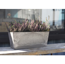 Jardinière rectangulaire avec bruyère sur une table en bois