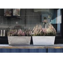 Deux jardinières rectangulaires avec de la bruyère sur une planche en bois.