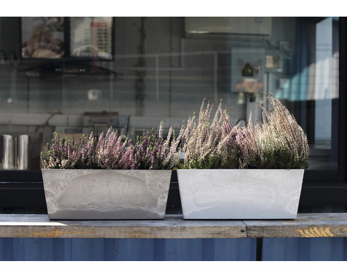 Deux jardinières rectangulaires avec de la bruyère sur une planche en bois.