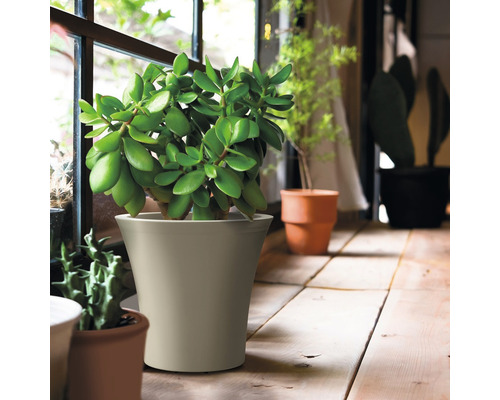 Zimmerpflanze in einem Pflanzgefäß auf einem Holztisch