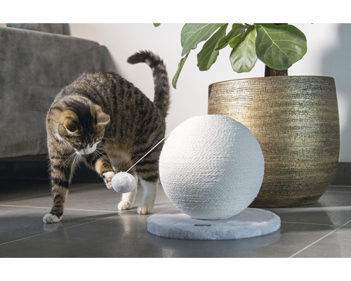 Katze spielt mit einem Kratzball und einem Spielzeugball
