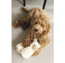 Jeune goldendoodle couché avec une peluche de mouton sur le sol