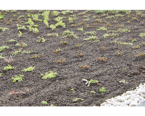 Extensive Dachbegrünung mit Sedumsprossen auf Dachsubstrat