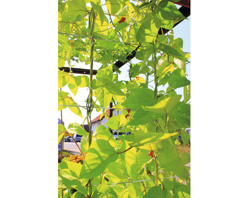 Kletterpflanze mit roten Blüten und grünen Blättern an einer Rankhilfe