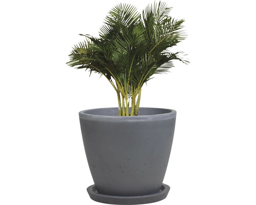 Palme im Blumentopf mit Untersetzer