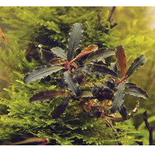 Bucephalandra Art - Bucephalandra sp. 'Red Scorpio'