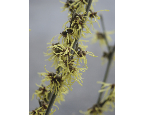 Branche d''hamamélis avec des fleurs jaunes