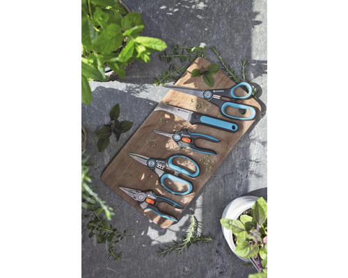 Plusieurs sécateurs de jardin sur une planche en bois avec des herbes aromatiques.