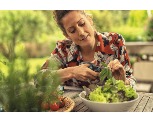 Une femme coupe des feuilles de basilic pour une salade avec des ciseaux