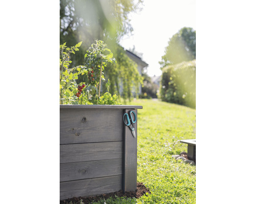Jardinière surélevée en bois avec plants de tomates et sécateur