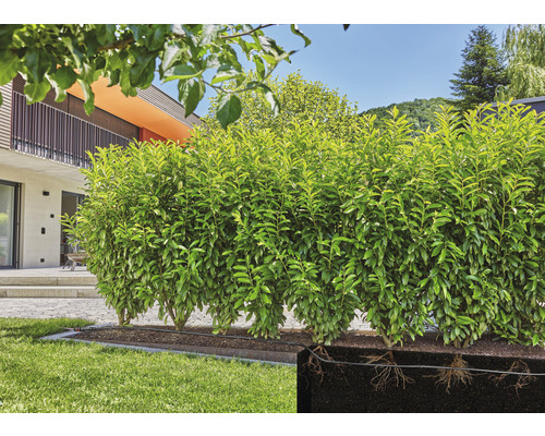 Im Garten steht eine grüne Lorbeerhecke als Sichtschutz.