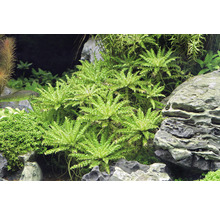 Kleiner Wasserstern - Pogostemon helferi In-Vitro