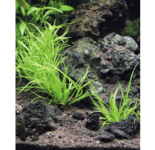 Grasartiges Binsengewächs - Juncus repens In-Vitro