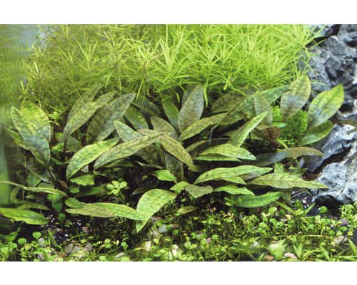 Aquarium avec plantes aquatiques Cryptocoryne aponogetifolia