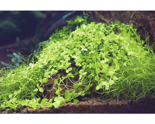 Plantes d''aquarium sur une pierre