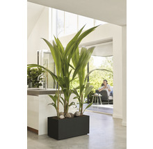 Pièce avec bac à plantes, plantes ornementales et pierres