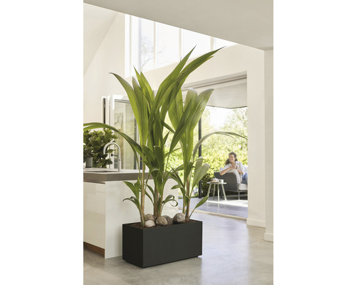 Pièce avec bac à plantes, plantes ornementales et pierres