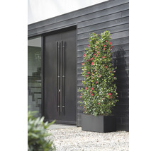 Une plante Dipladenia Mandevilla avec des fleurs rouges dans un pot rectangulaire devant une façade de maison moderne avec un mur en bois foncé et une double porte