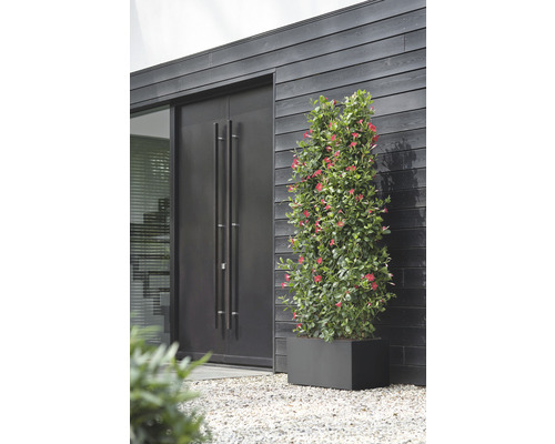 Une plante Dipladenia Mandevilla avec des fleurs rouges dans un pot rectangulaire devant une façade de maison moderne avec un mur en bois foncé et une double porte