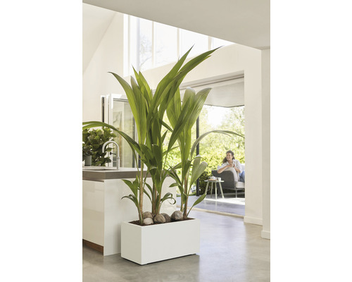 Intérieur avec bac à plantes rectangulaire, cocotier et pierres décoratives