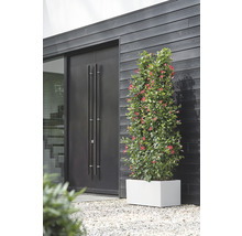 Vue extérieure d''une maison avec une porte en bois, une fenêtre et un pot de Mandevilla sur un chemin de gravier.