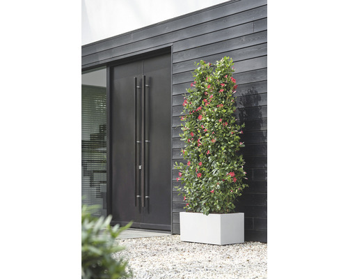 Vue extérieure d''une maison avec une porte en bois, une fenêtre et un pot de Mandevilla sur un chemin de gravier.