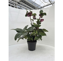 Hellébore en pot