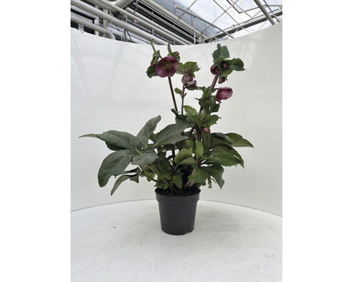 Hellébore en pot