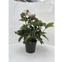Plante Helleborus en pot avec feuilles vertes et fleurs