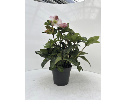 Helleborus-Pflanze im Topf mit grünen Blättern und Blüten