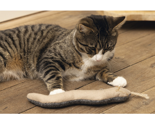 Chat tigré allongé sur un sol en bois jouant avec un jouet pour chat