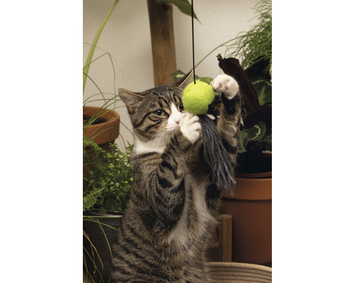 Getigerte Katze spielt mit Katzenspielzeug vor Topfpflanzen