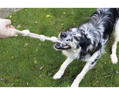 Un chien joue avec un jouet en corde à l''extérieur.
