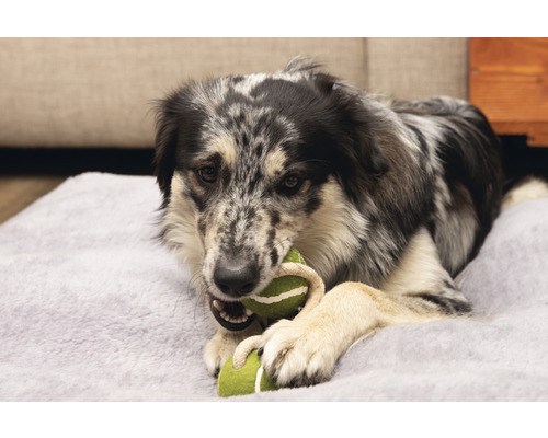 Hond läit op engem Hondsbett a kaut op engem Spillgezei.