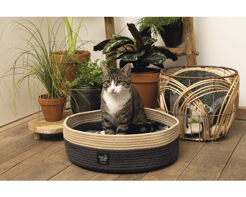 Katze sitzt in einem runden, geflochtenen Haustierbett neben Zimmerpflanzen und Körben.