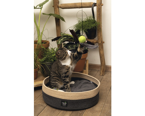 Katze spielt mit Spielzeug im Katzenbett vor einer Dekoleiter mit Pflanzen