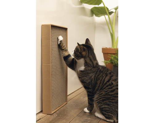 Katze kratzt an einem Kratzbrett aus Pappe an der Wand