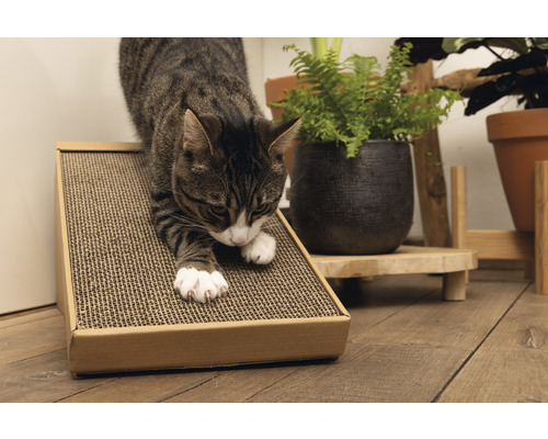 Katze kratzt an einer Kratzrampe aus Karton