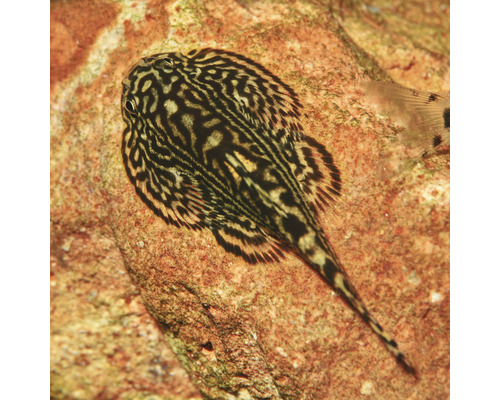 Gefleckter Flachwels auf einem Stein