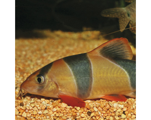 Prachtschmerle im Aquarium