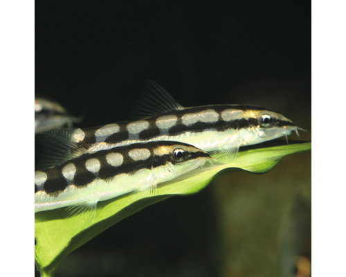 Zwei Prachtschmerlen auf einem Blatt für das Aquarium