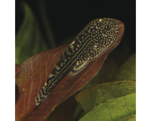 Harnischwels auf einem Blatt