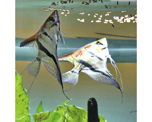 Zwei Segelflosser im Aquarium