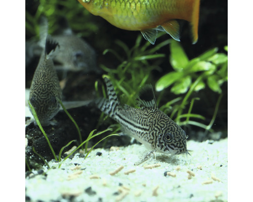 Panzerwelse im Aquarium