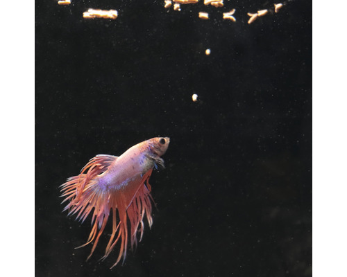 Kampffisch im Aquarium mit Futter