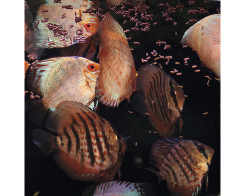 Nahaufnahme mehrerer Diskusfische im Aquarium