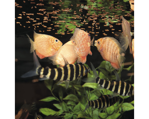 Aquarium mit Diskusfischen und Keilfleckbärblingen