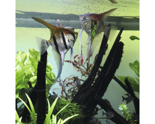 Zwei Segelflosser im Aquarium mit Pflanzen und Dekoration.