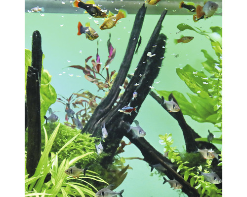 Aquarium avec poissons, plantes et racines de bois pour la décoration